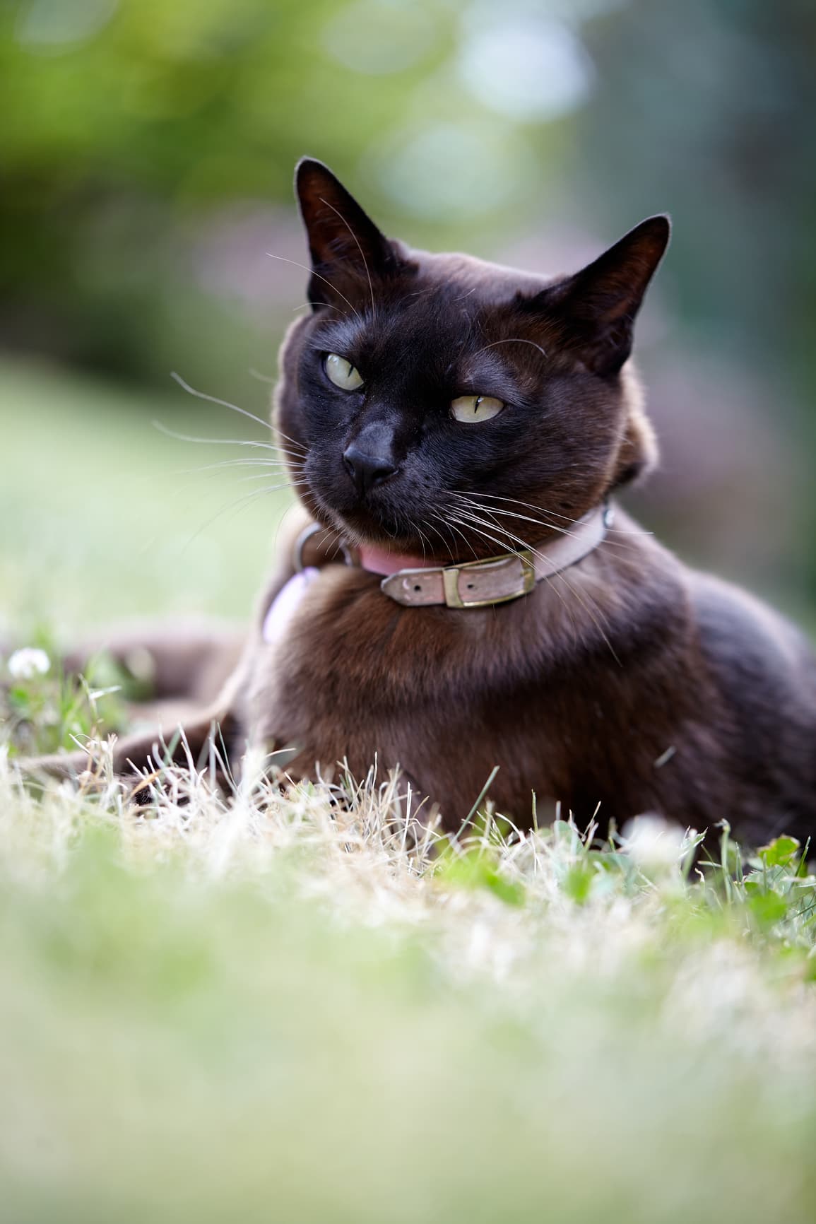 A Guide to Worms in Cats: Learn the Signs and Treatment Options