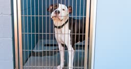 What Is the Difference Between Adopting from a Shelter or a Rescue?