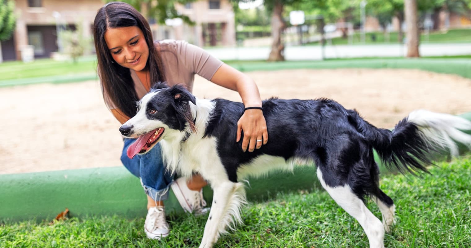 How Long Does It Take a Border Collie to Get Used to a New Home?