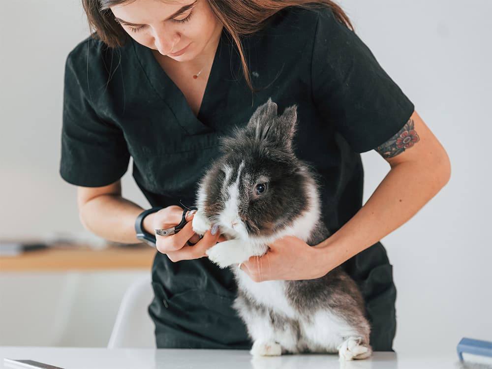 rabbit being cared for at exotic vet