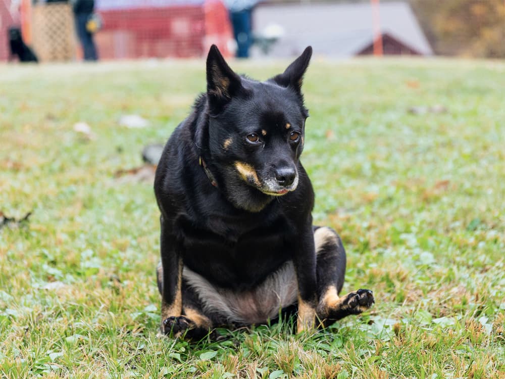 Home Remedies For Dog Scooting