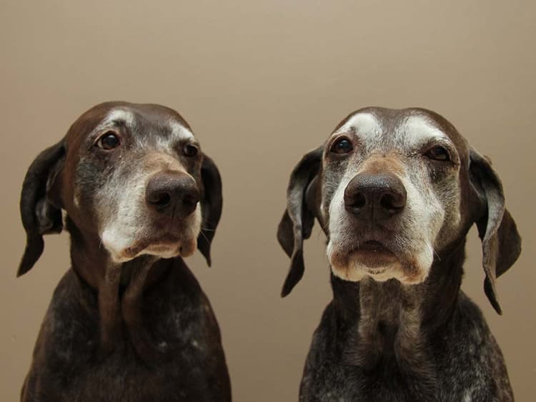 What Is “Old Dog” Vestibular Disease, and How Is It Treated?