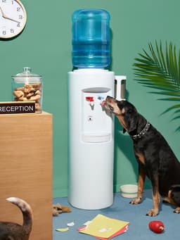 12 Best Dog-Friendly Companies to Work For