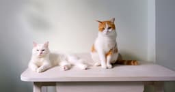 How to Spot the Difference Between Male and Female Cats