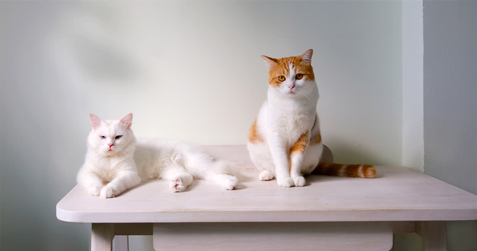 How to Spot the Difference Between Male and Female Cats