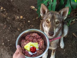 Everything You Need to Know About the Raw-Food Diet for Dogs