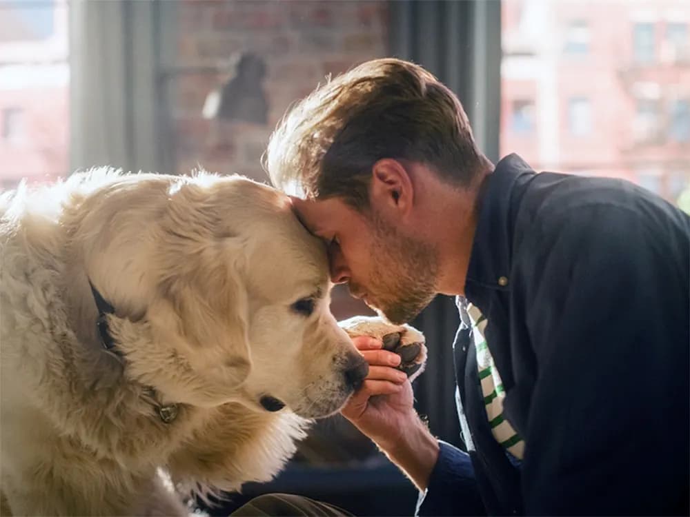 How Do I Give Up My Dog?