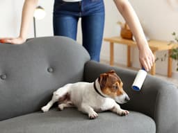 Shedding Season: How to Keep Dog Hair Off Your Couch, Car, Clothes, and Carpet