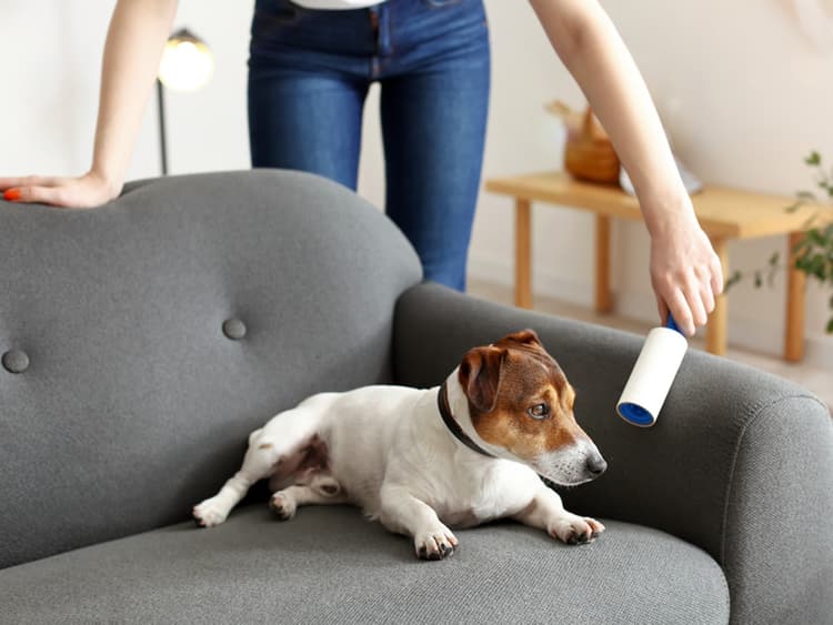Shedding Season: How to Keep Dog Hair Off Your Couch, Car, Clothes, and Carpet