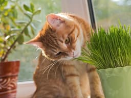 Sweet Greens: The Best Cat Grass Grow Kits