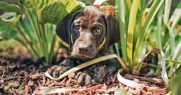 What Can I Spray To Stop My Dog From Digging?