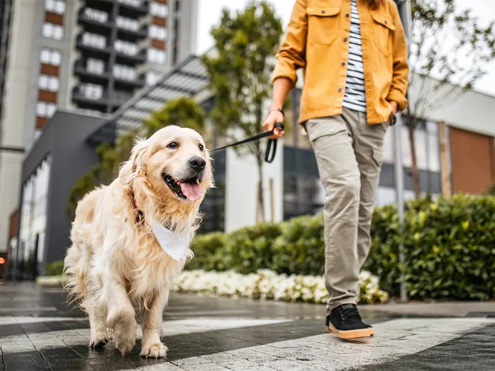 golden retriever being walked down the street