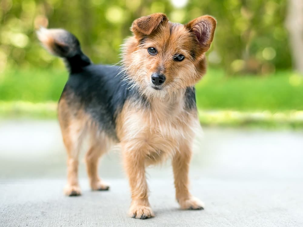 Corgi / poodle mix with tilted head