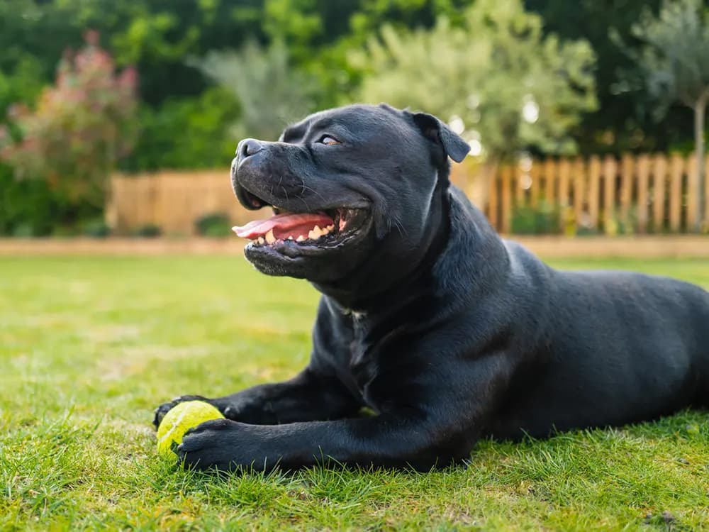 How Long Does It Take an American Staffordshire Terrier to Get Used to a New Home?