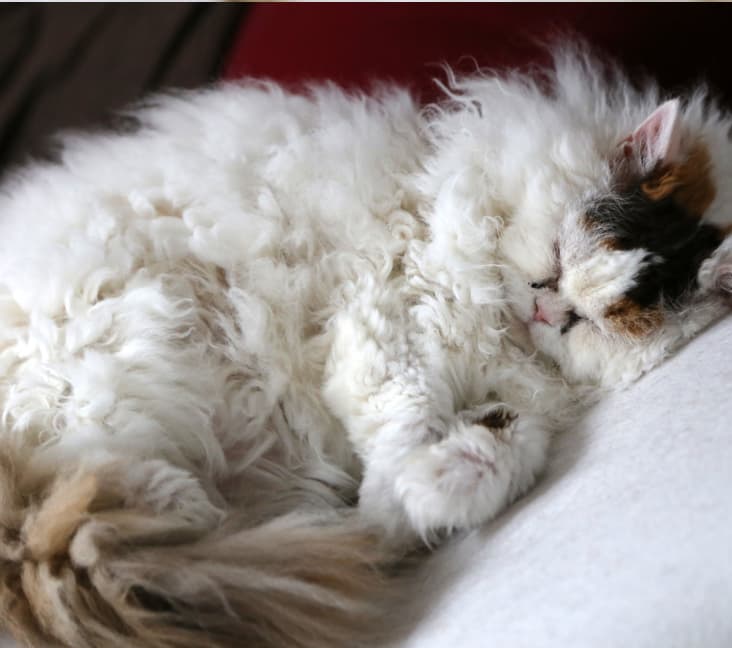 A Selkirk Rex cat sleeping inside.