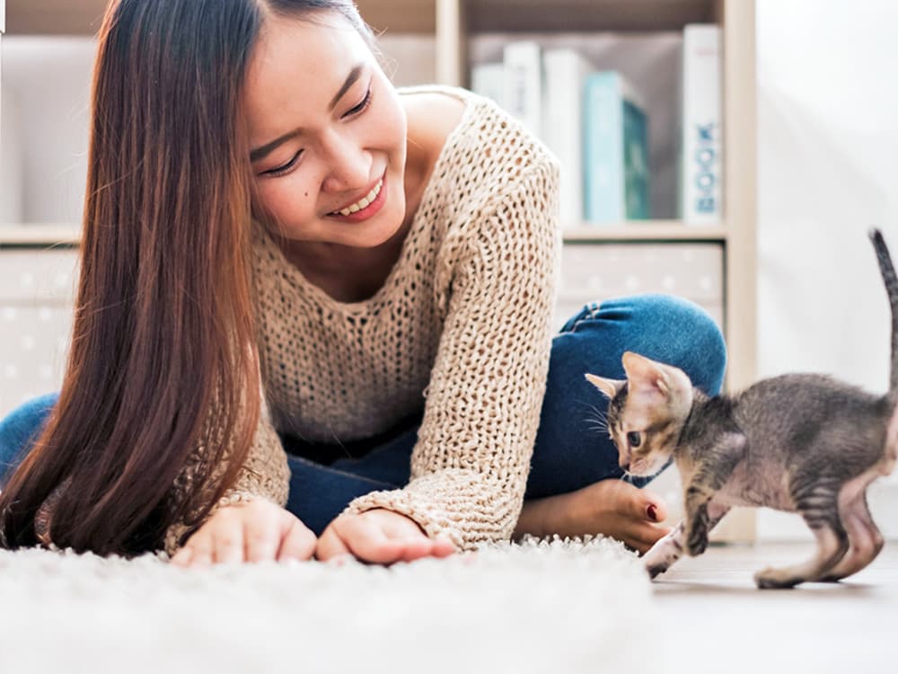 How to Train Your Cat: Tips and Cues for Kittens