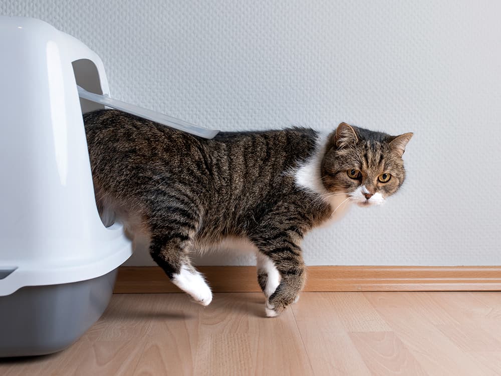 What to Do When Your Cat Refuses to Be (Litter) Boxed In