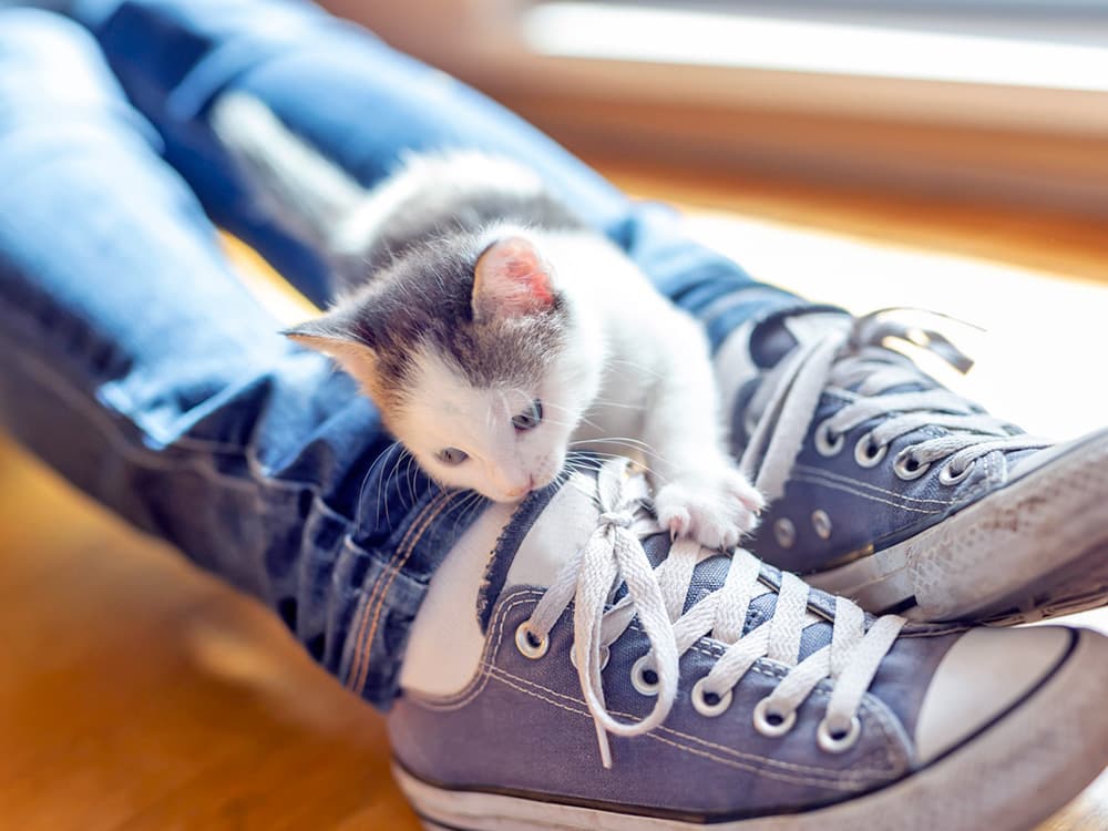 Why Does Your Cat Bite Your Ankles—and What to Do About It
