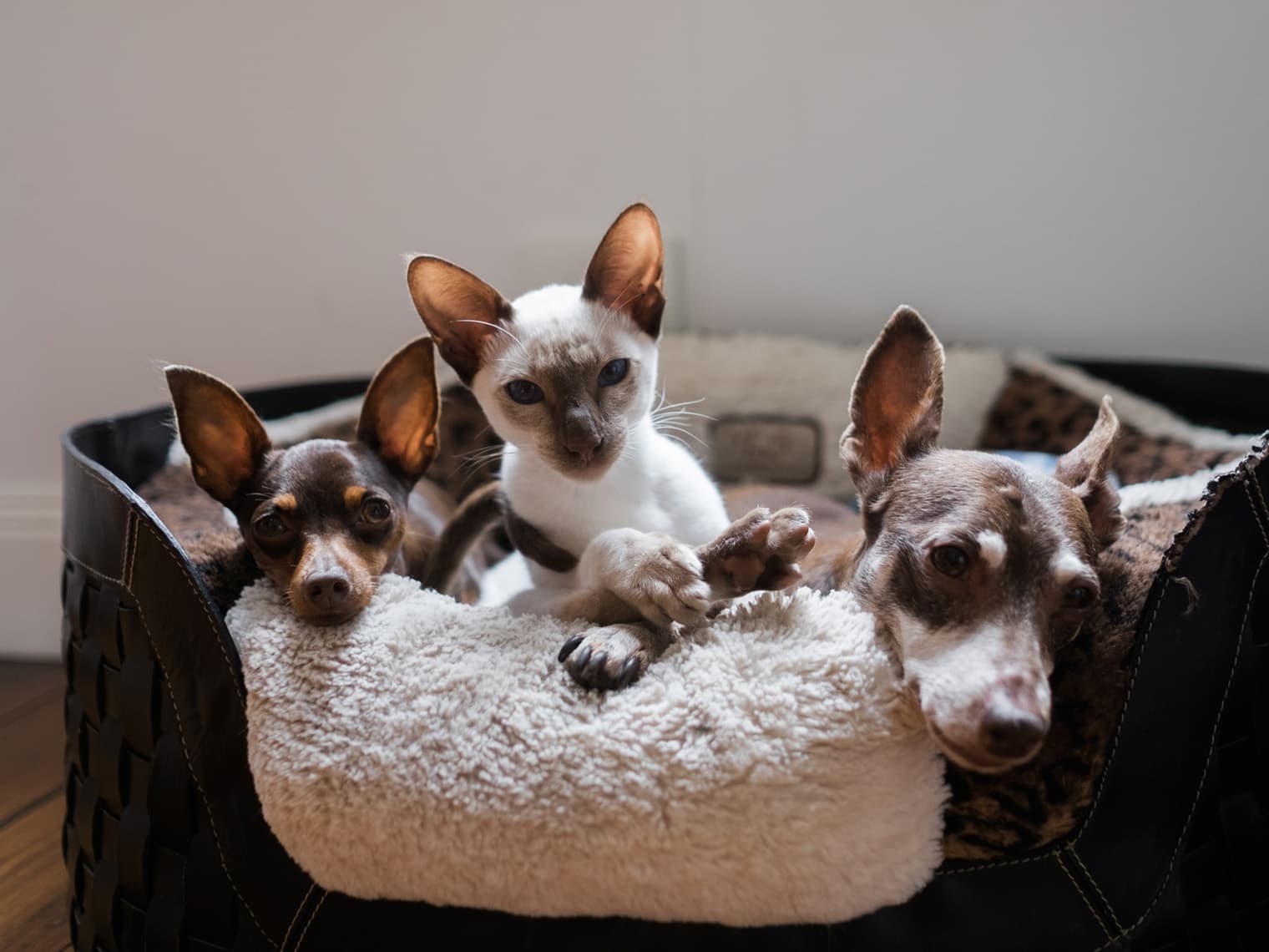 Siamese