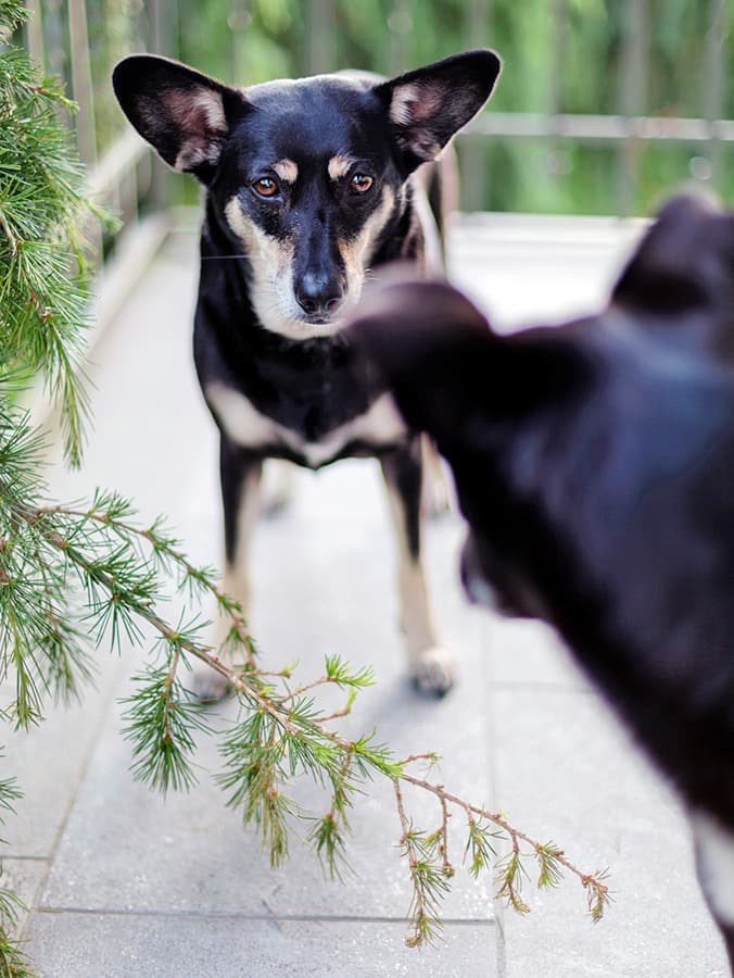 How to Interpret and Stop Aggression in Dogs