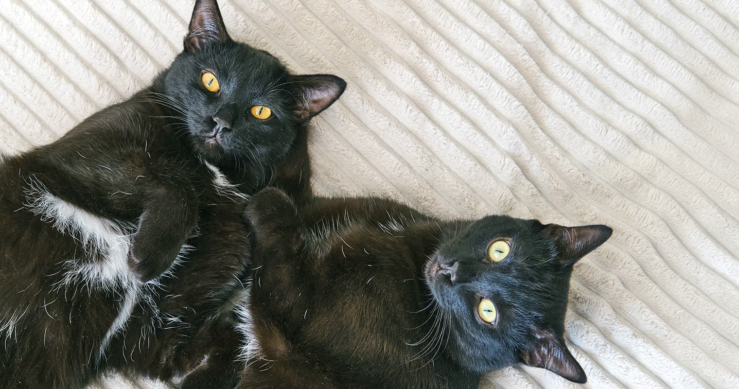 How to Tell the Difference Between a Bombay Cat and a Black Cat
