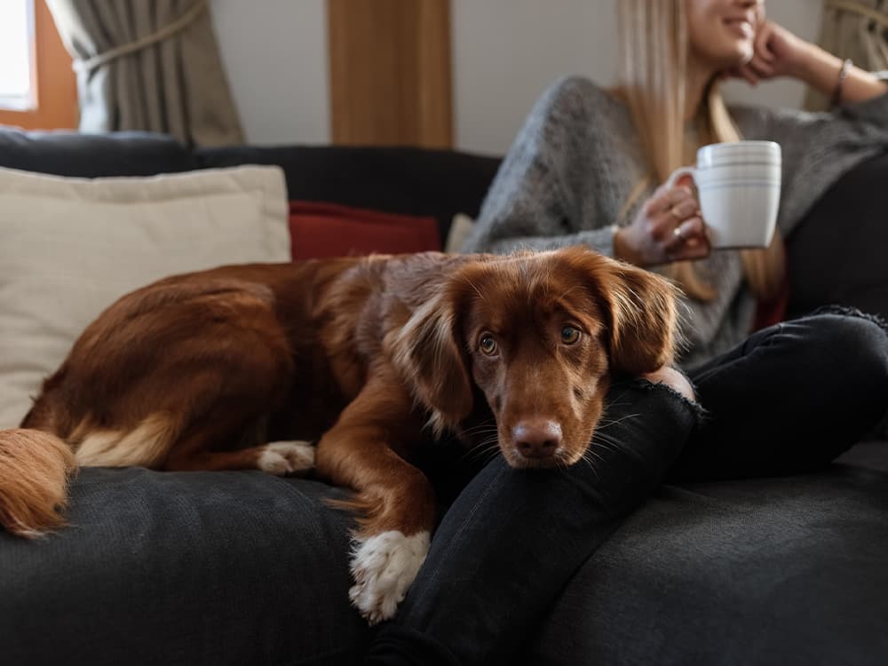Nova Scotia Duck Tolling Retriever