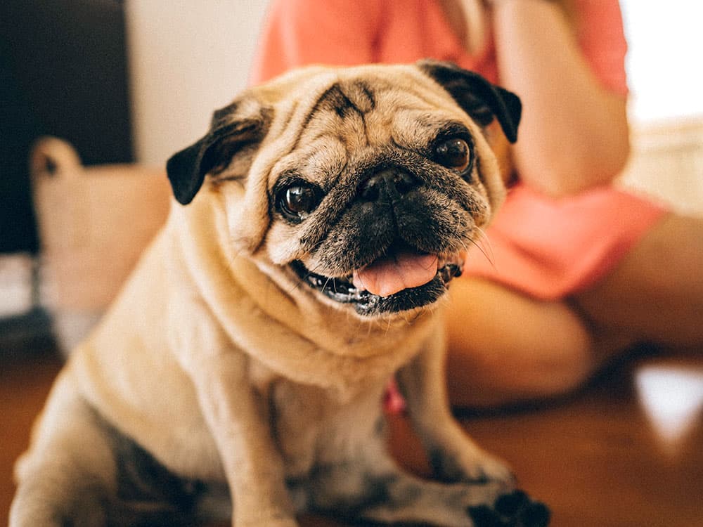 Pugs
