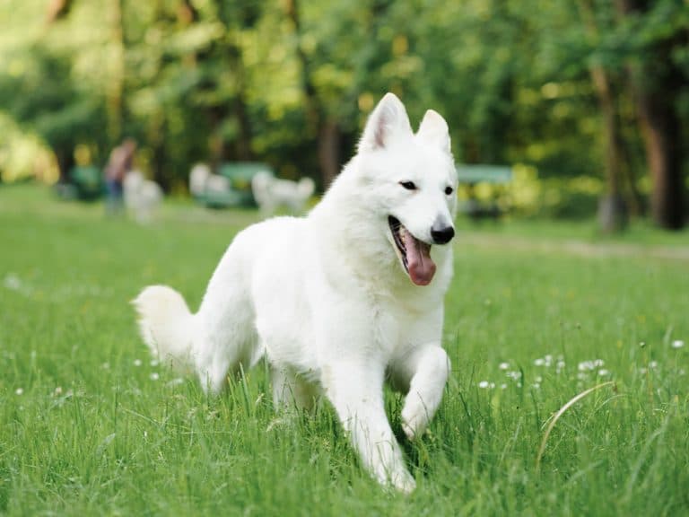 White German Shepherd
