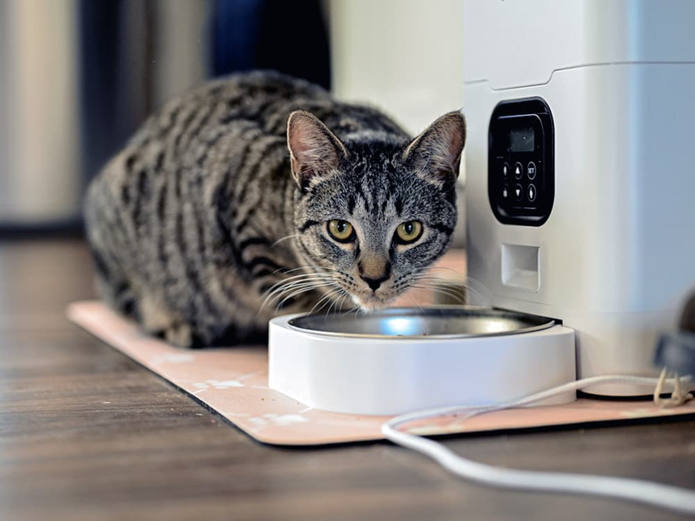 How Long Can You Leave Your Cat With an Automatic Feeder?