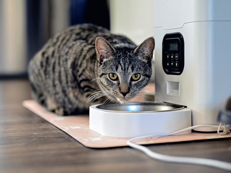 How Long Can You Leave Your Cat With an Automatic Feeder?