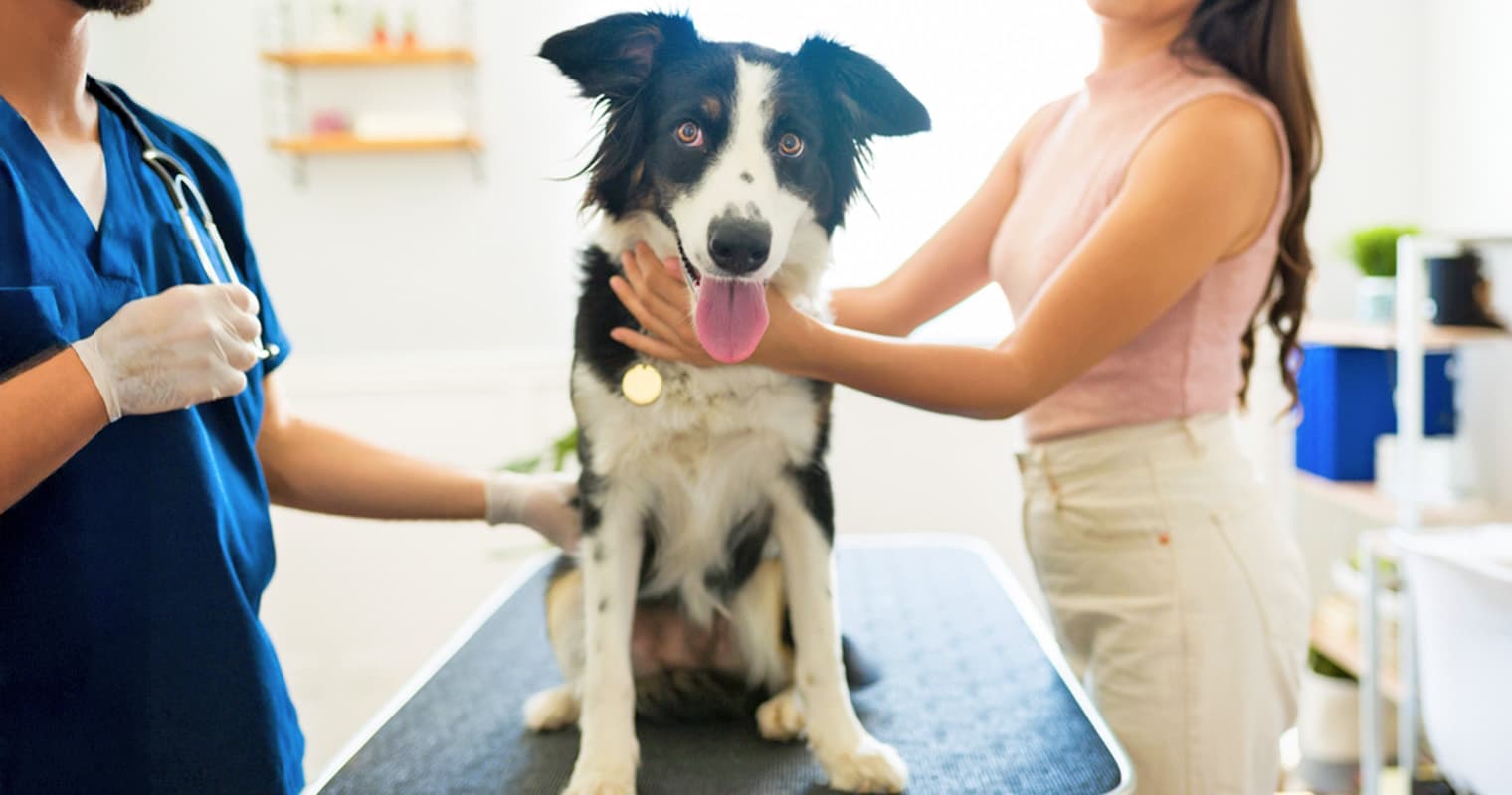 Do Dogs Really Need the Lepto Vaccine?