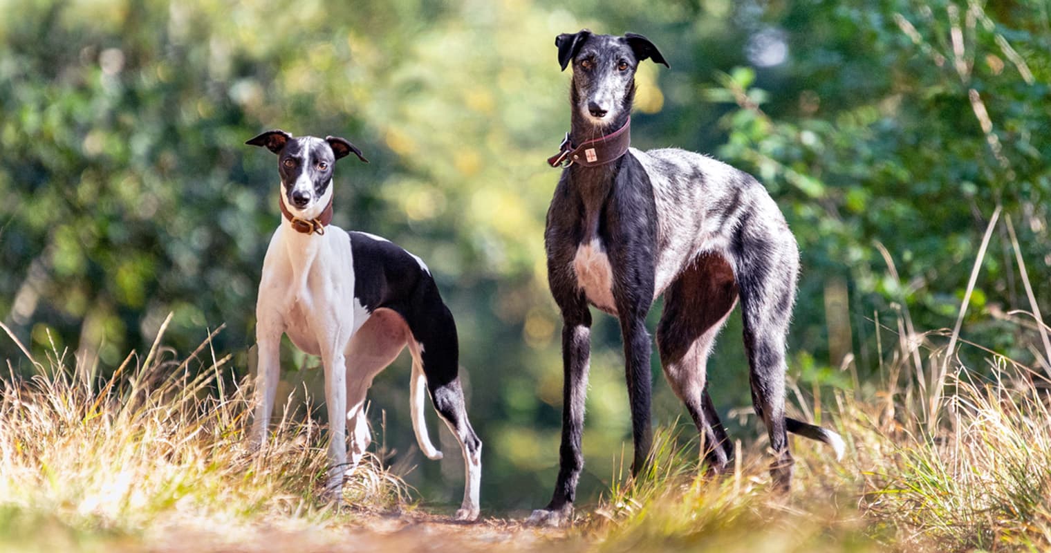 How to Tell a Whippet, Greyhound, and Italian Greyhound Apart