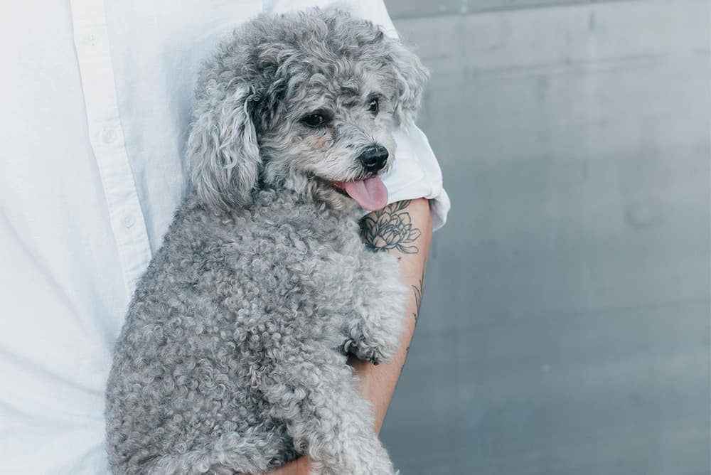 man holding poodle