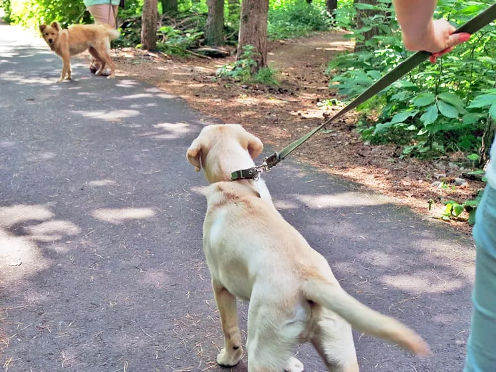 dog on leash looking at other dog