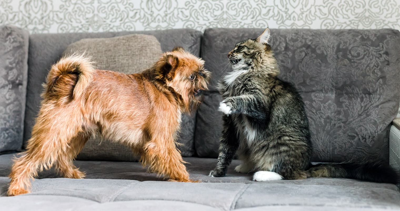 Do Cats and Dogs Get Along? How to Make Them Actual Friends