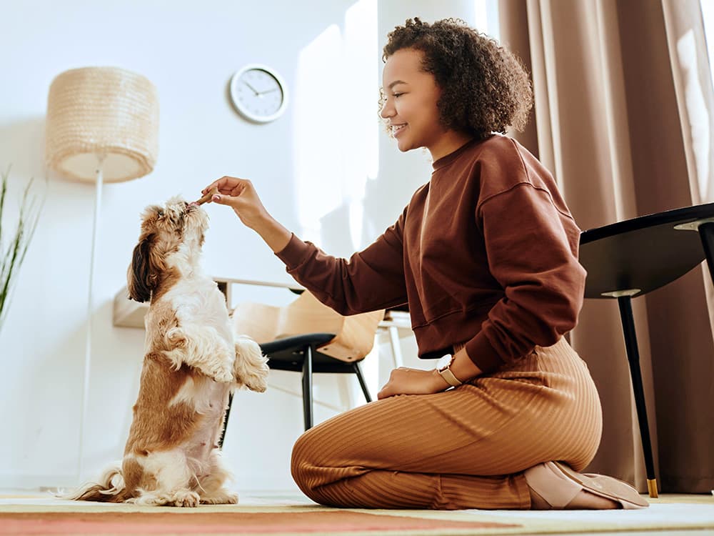 Shih Tzu training for treats