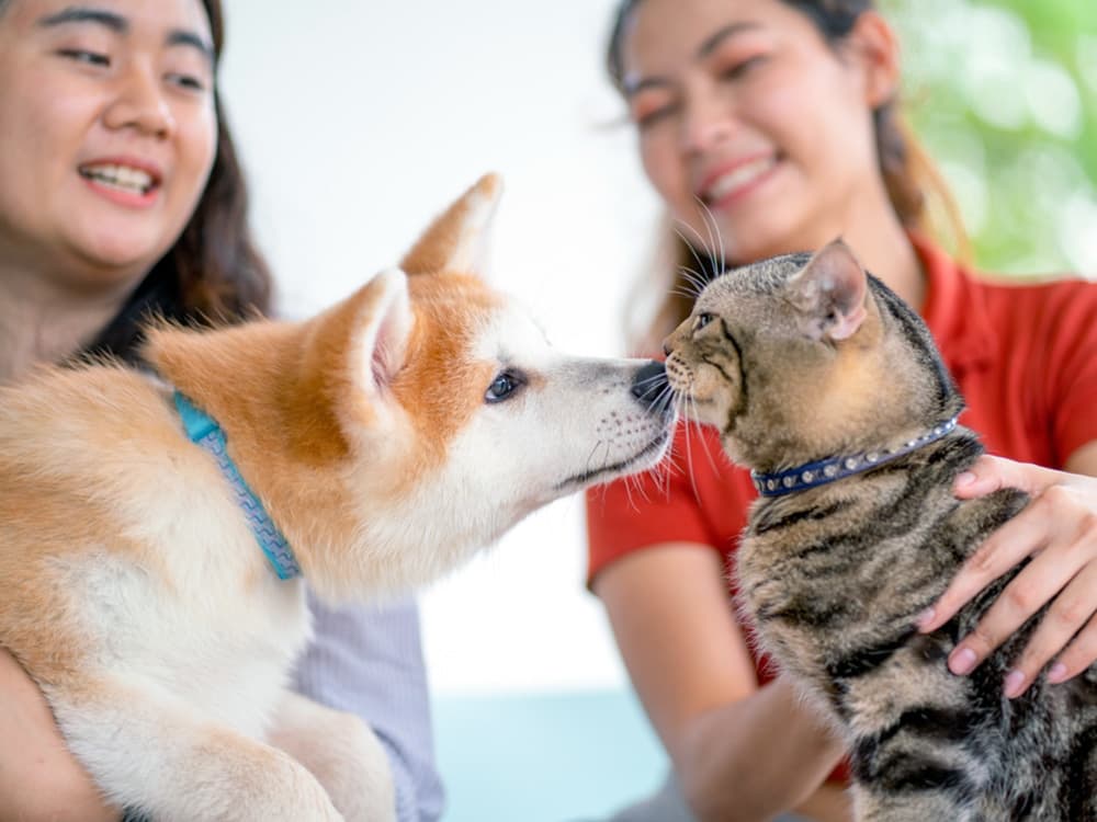 Curiosity Killed the Cat, But Where Did These Pet-Based Idioms Come From?