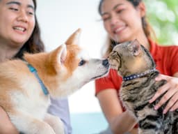 Curiosity Killed the Cat, But Where Did These Pet-Based Idioms Come From?