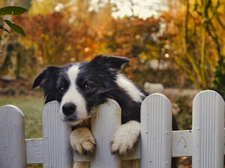 Why Does My Dog Bark at the Mail Carrier?