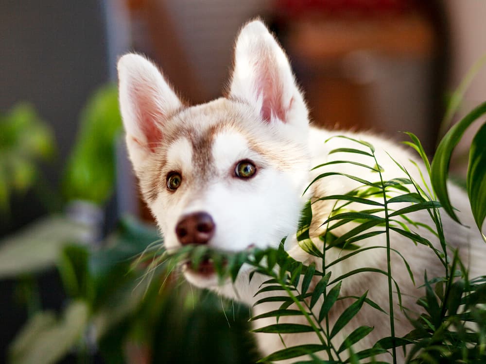 Little cute husky puppy playing in the room