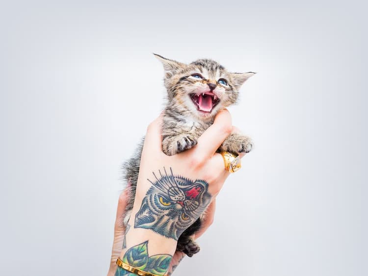 Heads Up: It’s Officially “Kitten Season”