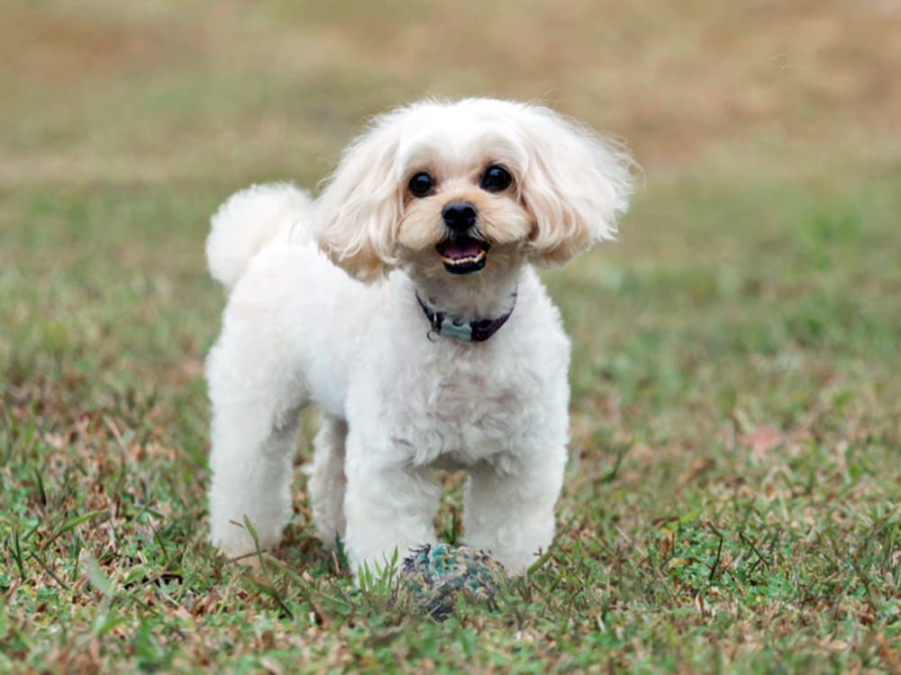Shih-poo happily smiling