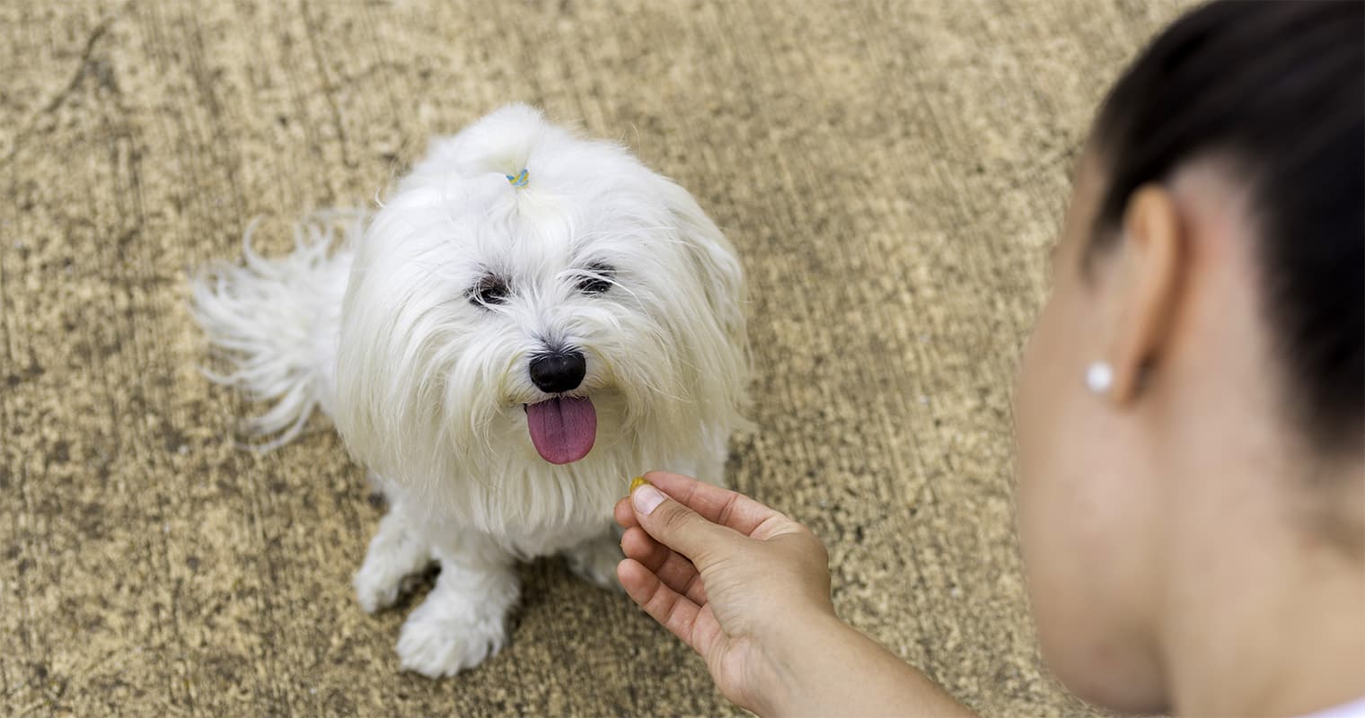 Do You Have to Pay to Rehome a Maltese?