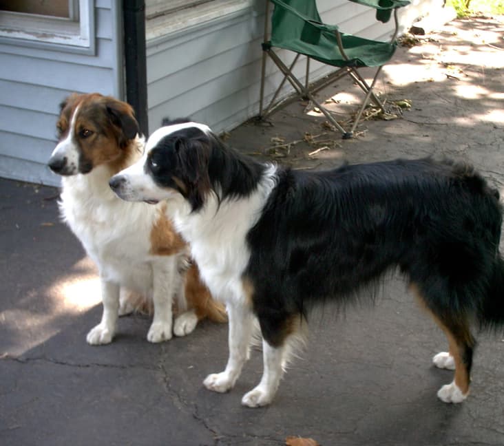 Two purebred English Shepherd dogs outside.