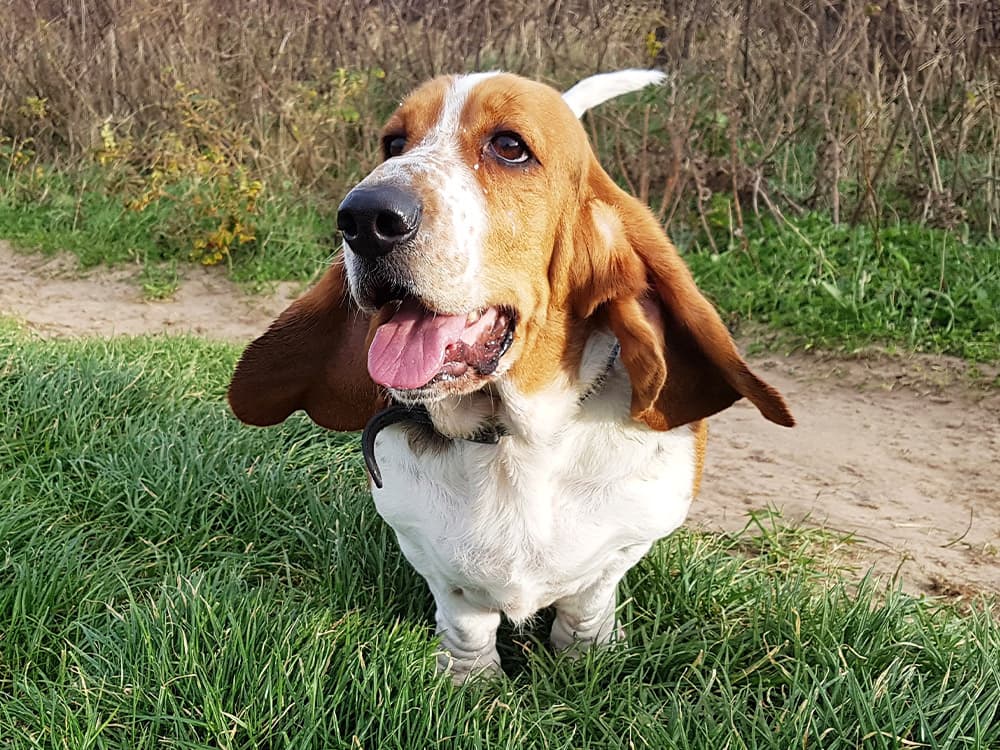 basset hound dog on a windy walk with flapping ears