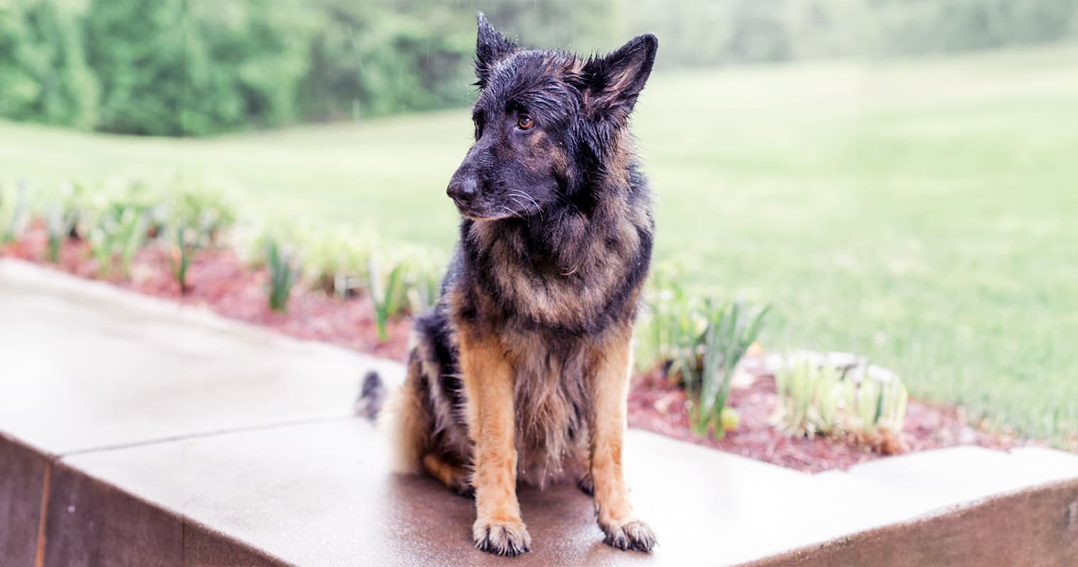 What Happens to Pets Displaced by Hurricanes?