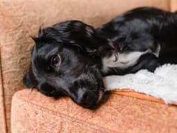 Warning Signs Your Dog Needs to Go to the ER — Stat