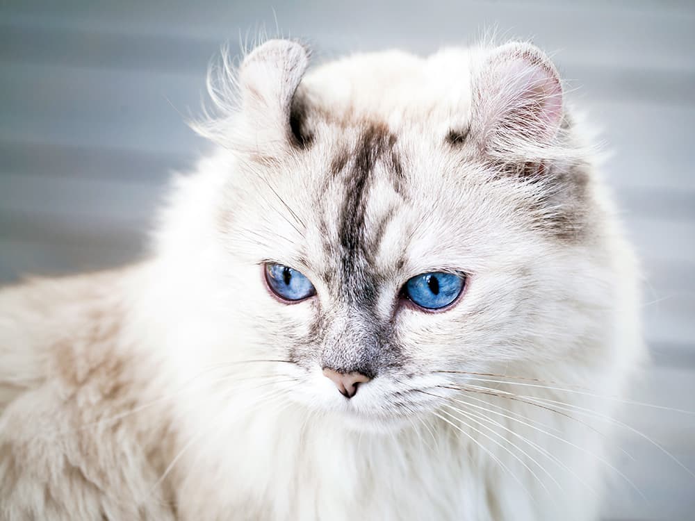 american curl light gray cat blue eyes
