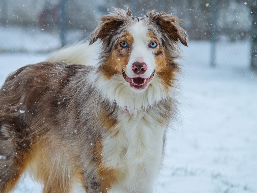 Aussie dog