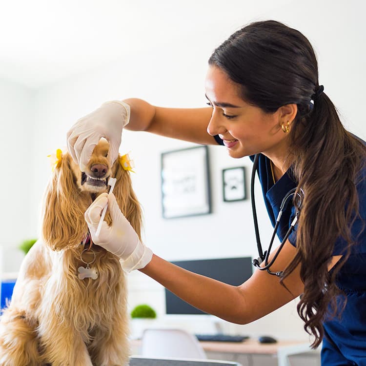 Does Pet Insurance Cover Dental Cleanings and Treatments?